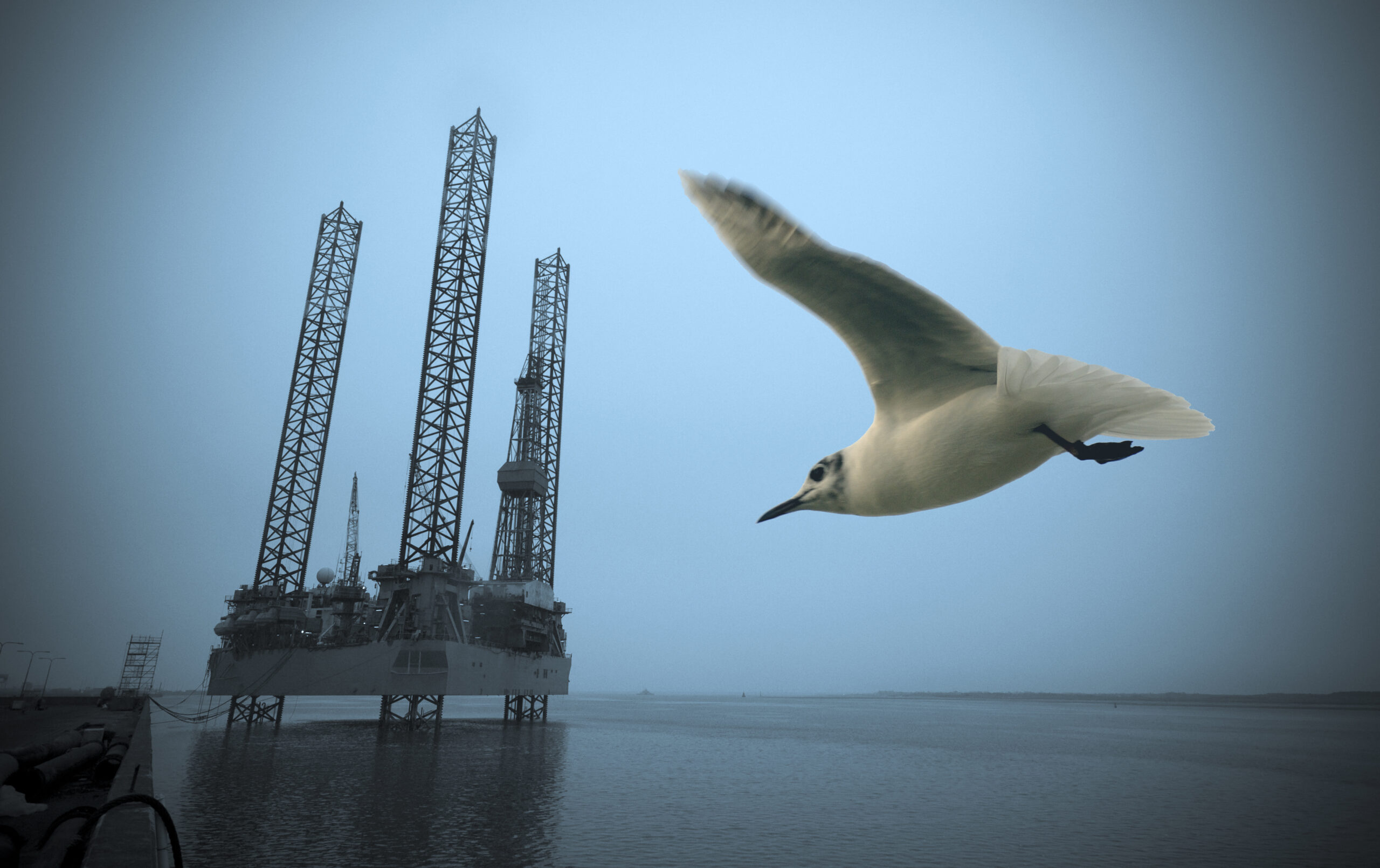 Oil rig close to harbour in Esbjerg and a wild seagull flying, Denmark.